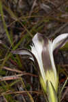 Wiregrass gentian